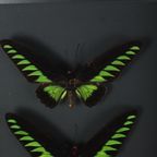 Ingelijste Vlinders Xl Trogonoptera Brookiana Birdwing Taxidermie thumbnail 3