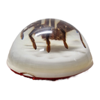 Vintage Opgezette Vogelspinnen In Epoxy Usa thumbnail 9
