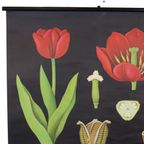 Grote Vintage Schoolkaart Tulp Bloemen Jung Koch Quentell 117Cm thumbnail 5