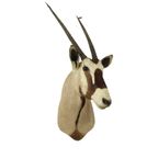 Prachtige Vintage Opgezette Oryx Antilope Gemsbok Taxidermie thumbnail 12