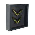 Ingelijste Vlinders Xl Trogonoptera Brookiana Birdwing Taxidermie thumbnail 9