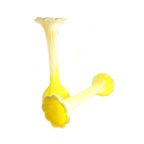 2 - Set Soliflore Één Bloemsvazen In Opaline Glas Geel, Italie Jaren '70 thumbnail 3