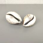 2 Schelpen: Cypraea Pantherina & Tigris thumbnail 4