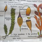 Vintage Mdi Hebri Biologie Botanische Schoolplaten 5 St thumbnail 18