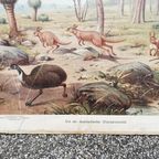 Schoolplaat Uit De Australische Dierenwereld thumbnail 8