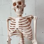 Anatomisch Model Skelet 84 Cm Hoog, 1980’S thumbnail 6