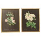 Vintage Sixties Bloemen Ingelijste Botanische Kaarten P.J. Redouté thumbnail 3