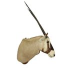 Prachtige Vintage Opgezette Oryx Antilope Gemsbok Taxidermie thumbnail 4