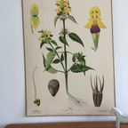 Botanische Schoolkaart Svenska Växter Hampdan “Dauwnetel” thumbnail 8