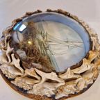 Antiek Bolglas Lijstje Maritiem Schelpen Schilderijtje thumbnail 5