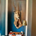 Eland Antilope thumbnail 5