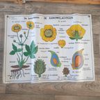 Vintage Mdi Hebri Biologie Botanische Schoolplaten 5 St thumbnail 20