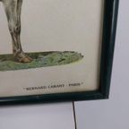 Vintage Paarden Soorten Plaat/ Poster- 63 X 46Cm Frans €125 thumbnail 7