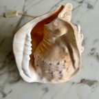 Vintage Schelp-Lamp thumbnail 8