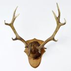 Mooi Edelhert Hert Gewei Gelijke 12 Ender Taxidermie 73Cm | Kerst thumbnail 10