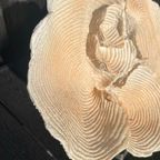 Koraalscultuur thumbnail 6