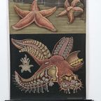 Jung Koch Quentell ‘Roter Seestern’ 60236 thumbnail 2