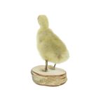 Mooi Opgezette Kleine Gans Kuiken Op Berk Full Body Taxidermie Vogel 16Cm thumbnail 4