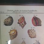 Vintage Mini Schoolposter Over Schelpen In Lijst thumbnail 10