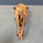Verweerde Oude Paardenschedel thumbnail 12