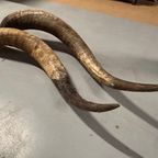 2x Grote Bufferhoorns, Ong. 100cm Lang Elk thumbnail 7