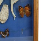 Kleurrijke Ingelijste Vlinders Taxidermie Opgezet Insect Display 9 Stuks thumbnail 8