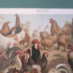 * Antieke Prent Over Hanen Kippen Boeken Plaat Prent thumbnail 6