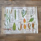 Vintage Mdi Hebri Biologie Botanische Schoolplaten 5 St thumbnail 5