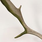 Groot Gewei Op Wandplaat thumbnail 3