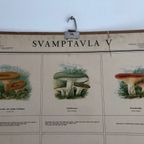 Vintage Schoolplaat Met Paddestoelen “Svamptavla” thumbnail 3