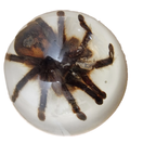 Vintage Opgezette Vogelspinnen In Epoxy Usa thumbnail 14
