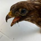 Vintage Xl Opgezette Roofvogel Op Tak Met Houder Muur thumbnail 7