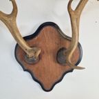 Vintage Groot Damhert Gewei Op Schild Damhertengewei ´50 Xl thumbnail 6