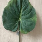 Zijden Bladeren Silk-Ka Alocasia thumbnail 7