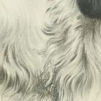 Kleuren Litho Leon Danchin Jachthond Spaniël Genummerd 150-300 thumbnail 8