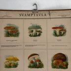 Vintage Schoolplaat Met Paddestoelen “Svamptavla” thumbnail 7