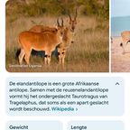 Eland Antilope thumbnail 9