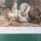 * Antieke Prent Over Hanen Kippen Boeken Plaat Prent thumbnail 5