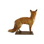 Mooie Opgezette Vos Op Eiken Plank Vulpes Vulpes Vintage Taxidermie thumbnail 4