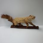 Opgezette Hermelijn Op Boomstam, Taxidermie thumbnail 2