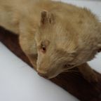 Opgezette Hermelijn Op Boomstam, Taxidermie thumbnail 11