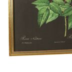Vintage Sixties Bloemen Ingelijste Botanische Kaarten P.J. Redouté thumbnail 11