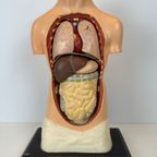 Antiek Anatomisch Model (small) – Plaaster En Papier Maché thumbnail 2