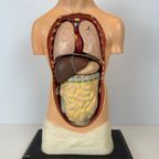 Antiek Anatomisch Model (Small) – Plaaster En Papier Maché thumbnail 2