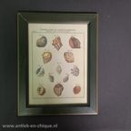 Vintage Mini Schoolposter Over Schelpen In Lijst thumbnail 3