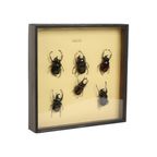 Set Van 6 Mannetjes Atlaskevers Xl Zwarte Houten Lijst Taxidermie thumbnail 8