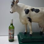 Oude Gipsen Model Van Koe Uit Slagerij, Beenhouwerij thumbnail 19