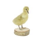 Mooi Opgezette Kleine Gans Kuiken Op Berk Full Body Taxidermie Vogel 16Cm thumbnail 8