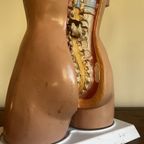 Torso🫀 thumbnail 5