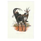 Vintage Print Sabelantilope thumbnail 2